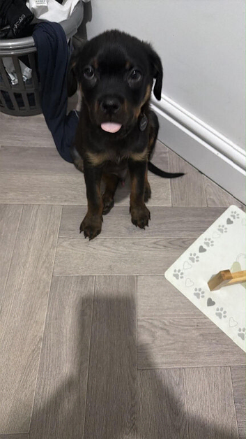Rottweiler champion blood line