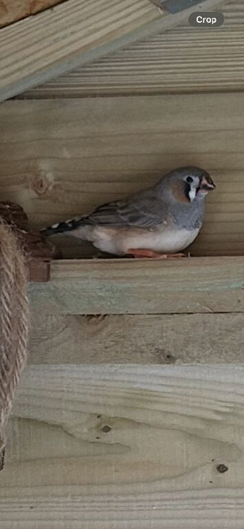 Zebra finch