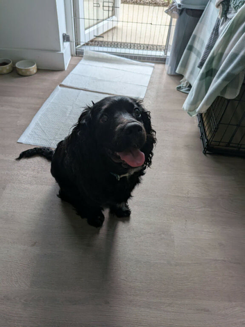 6 month old boy cavapoo