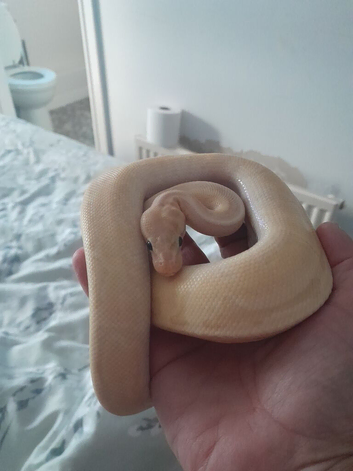Royal pythons for sale