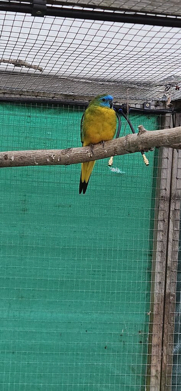 Male Turquoise Parakeet