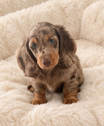 Gorgeous long haired miniature dachshund puppies