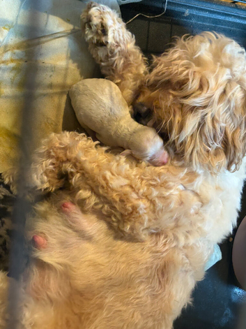 3 cockapoo puppies ready to go