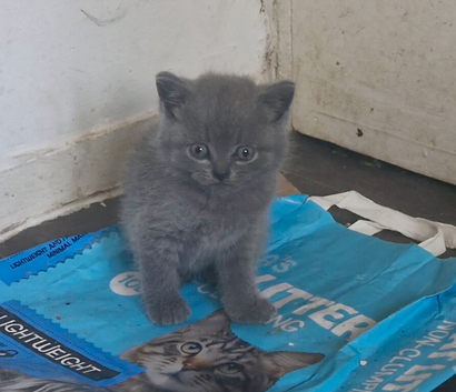 4 Beautiful BSH kittens