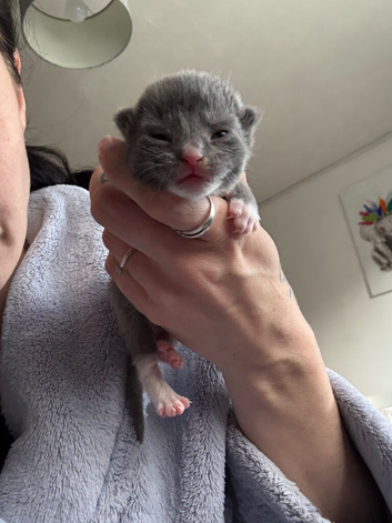 Siamese x kittens