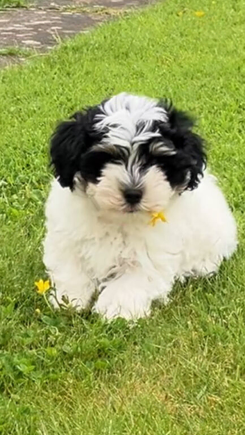 Havanese Maltese mix puppie