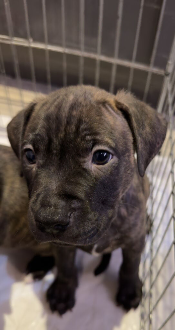 Puppy