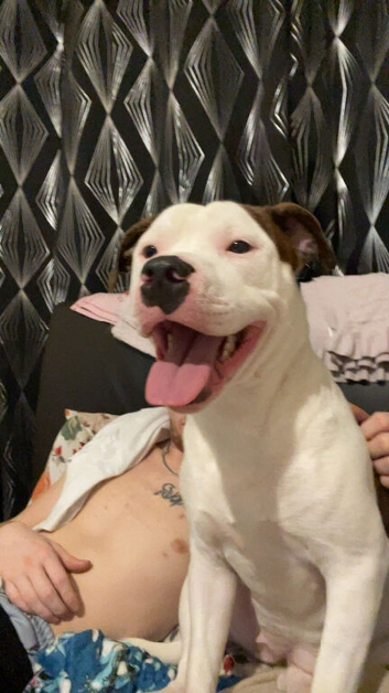 Blue staff X bull terrier pups