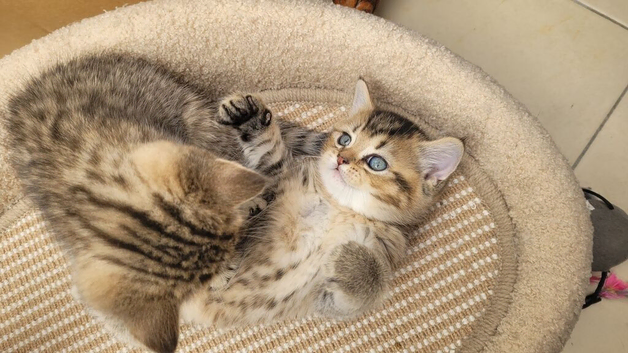 Adorable Chinchilla Scottish Fold kittens