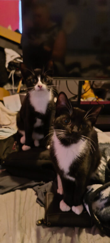 Mixed breed kittens