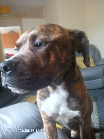 Lovely Friendly Billy Needs Loving Forever Home