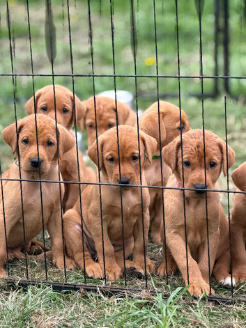 LABRADOR RETRIEVER PUPPIES