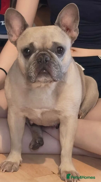 Very loving and friendly female french bulldog