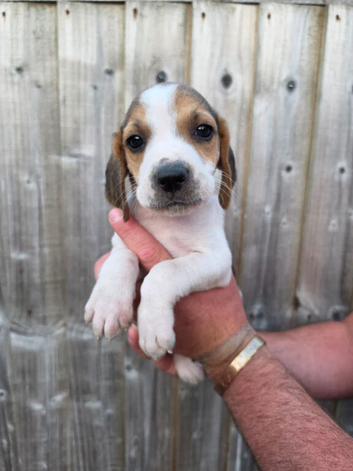 Beagle x harrier