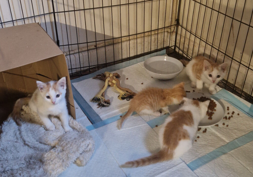 Adorable kittens