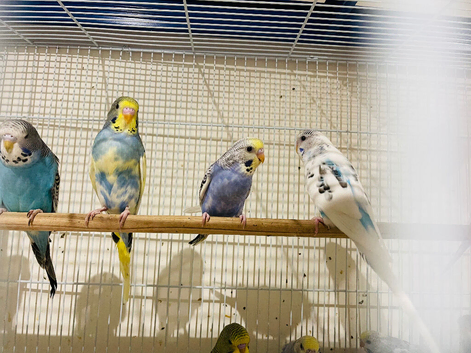 Budgie for sale