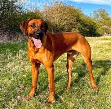Rhodesian Ridgeback