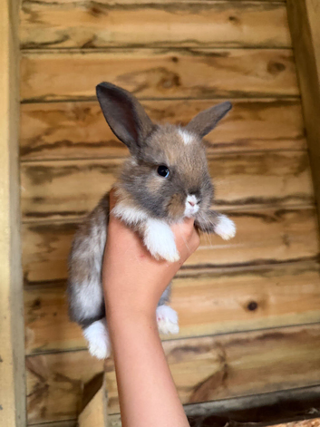 Beautiful French lop and mini lop babies