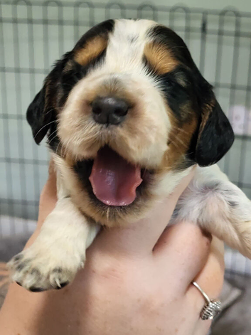 2 beautiful cocker spaniles left