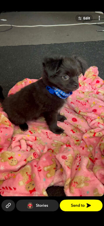 2 male chihuahua pups