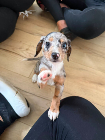 Blue eyed dachshund whippet mix