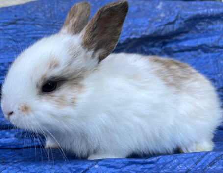 Stunning mini lop cross babies