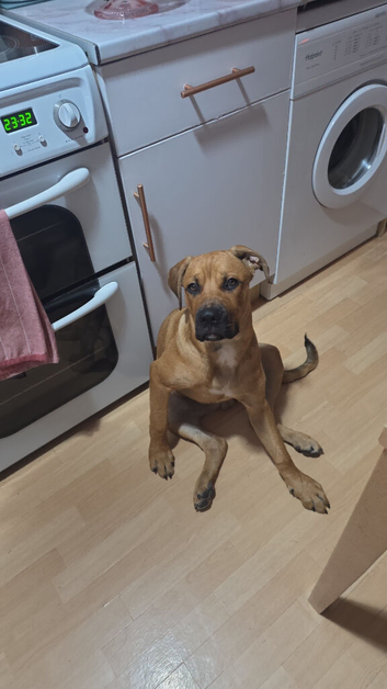 Rottweiler/Presa Canario