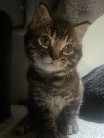 One little boy left looking for his forever home