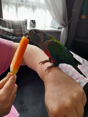 Crimson bellied conure and cage &pound;250