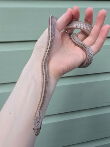 Beautiful Blue corn snake for sale!!