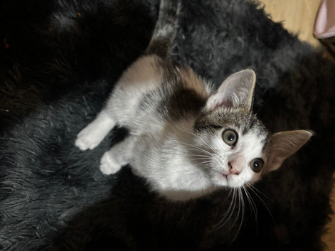 male kitten