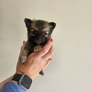 Beautiful Pomchi Pups