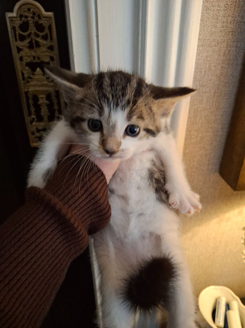 4 little kittens for sale