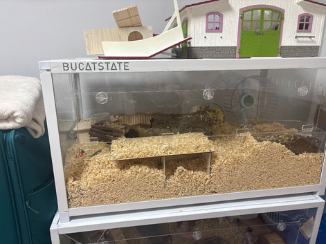 Big Syrian hamster