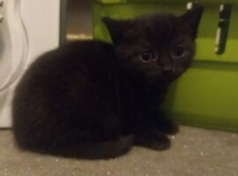 male and female kittens