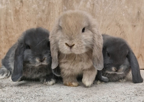 4 georgeous pure mini lop boys ready to leave 1st sept