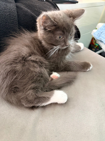 Beautiful fluffy male kitten