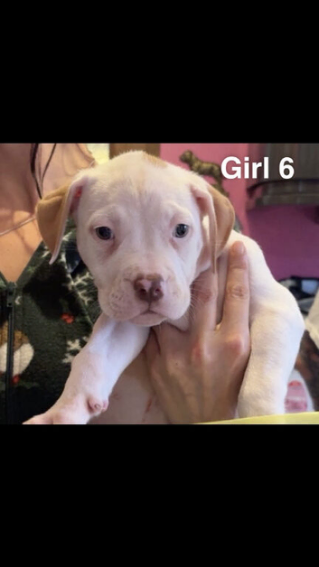 American bulldog *ready to go*