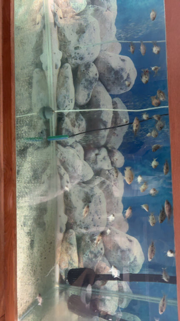 Sulfurhead & Red Sided Cichlids
