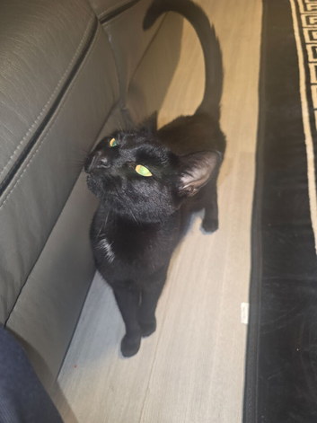 Cat For Sale