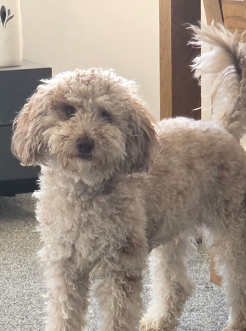Cockapoo stud