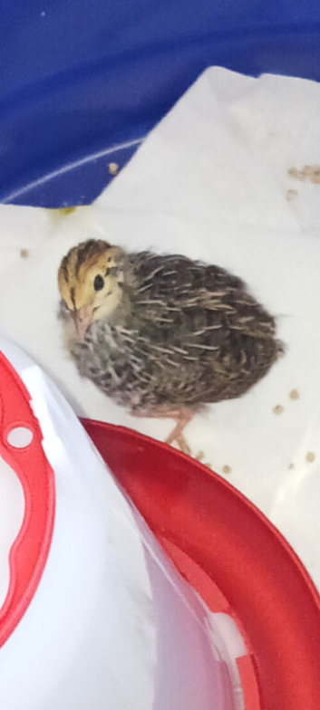 4 quails for sale with accessories