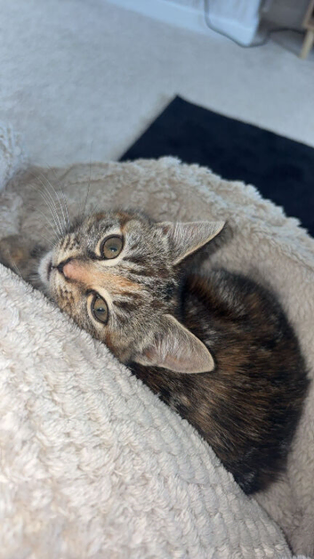 2 girls, Nala & Millie