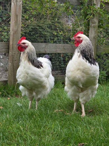 Beautiful cocks for sale