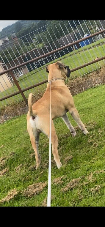 Mastiff pup