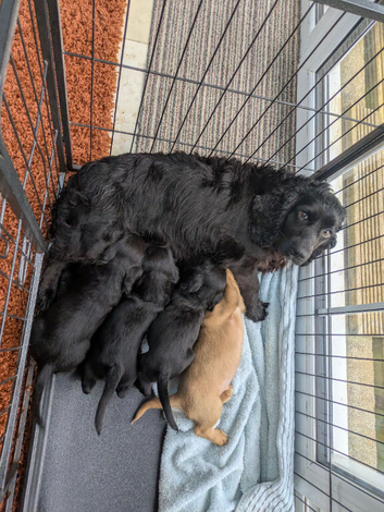 **READY NOW** Cocker Spaniel Puppies
