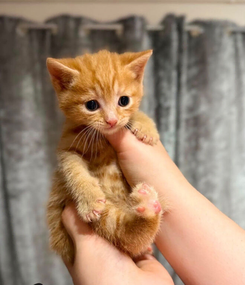Very docile red boy
