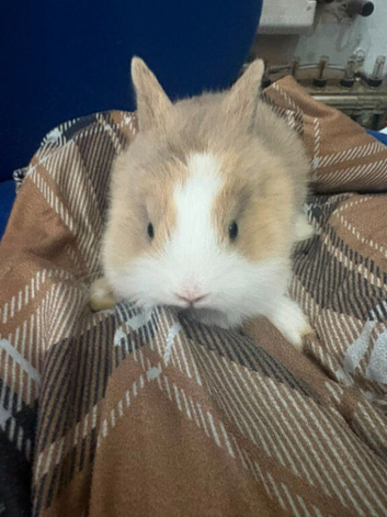Hi I'm salling baby bunny