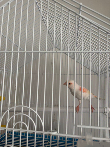 Red Dimorphic canaries