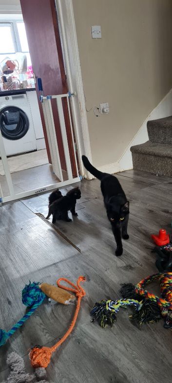 Kittens black